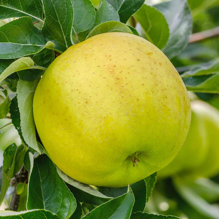 Apple Tree 'Greensleeves'
