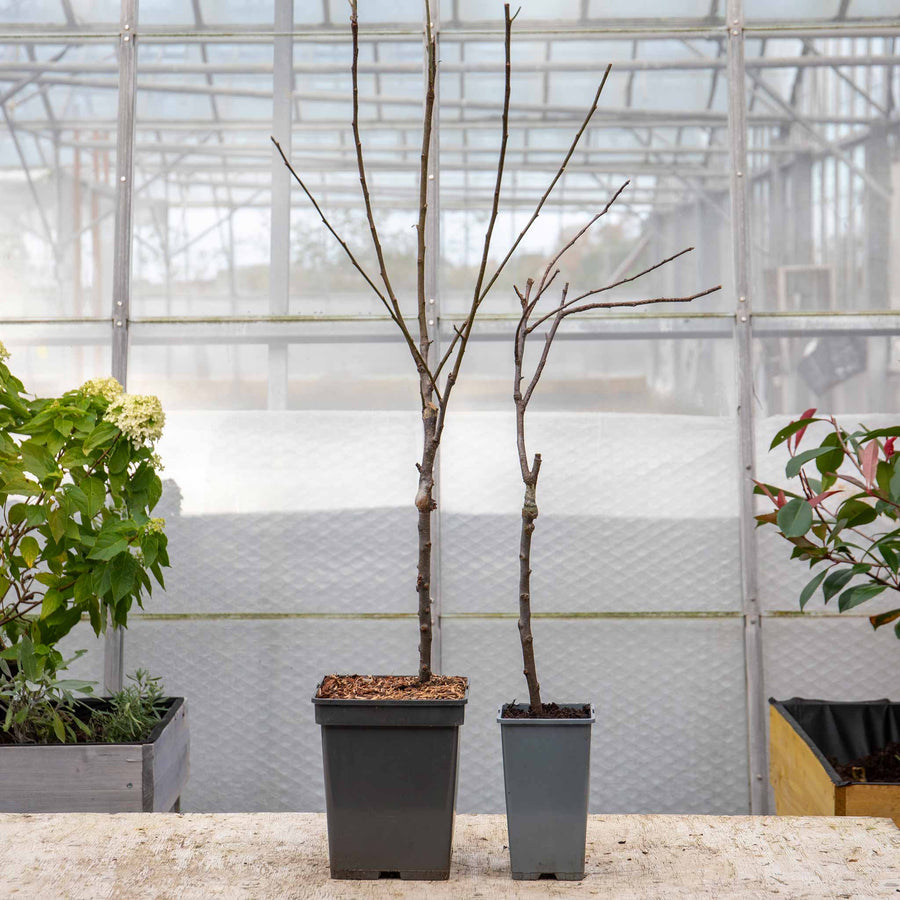 Patio Apple Tree 'Golden Delicious' 2L Potted Tree Buy Patio Apple