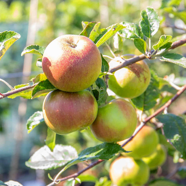 Patio Apple Tree 'Cox’s Orange Pippin'