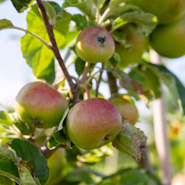 Apple Tree 'Cox’s Orange Pippin'