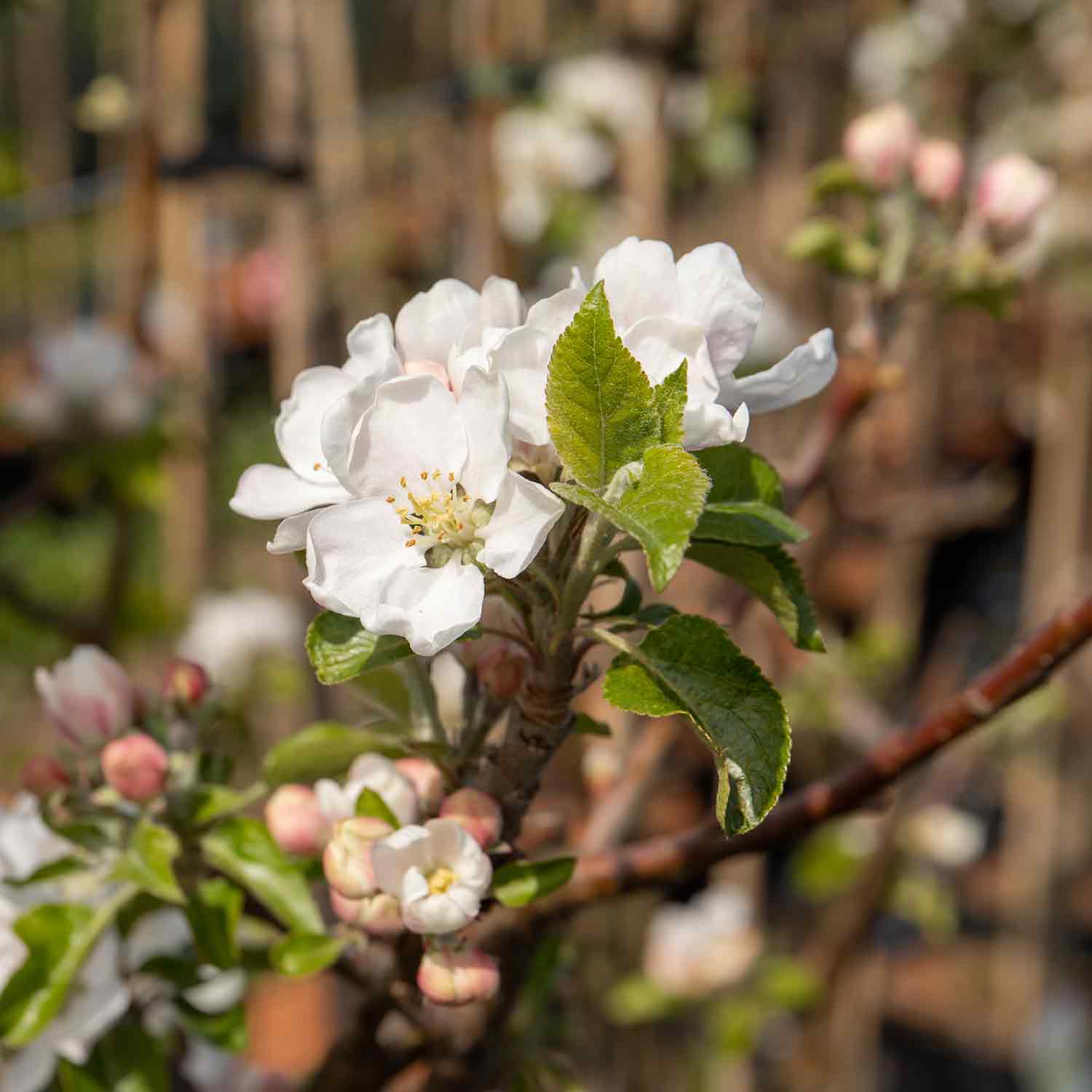 Apple Discovery 10Ltr Potted Apple Tree Buy Apple Trees Online
