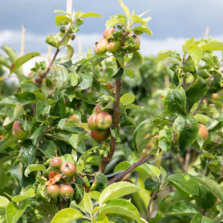 Apple Tree 'Discovery'