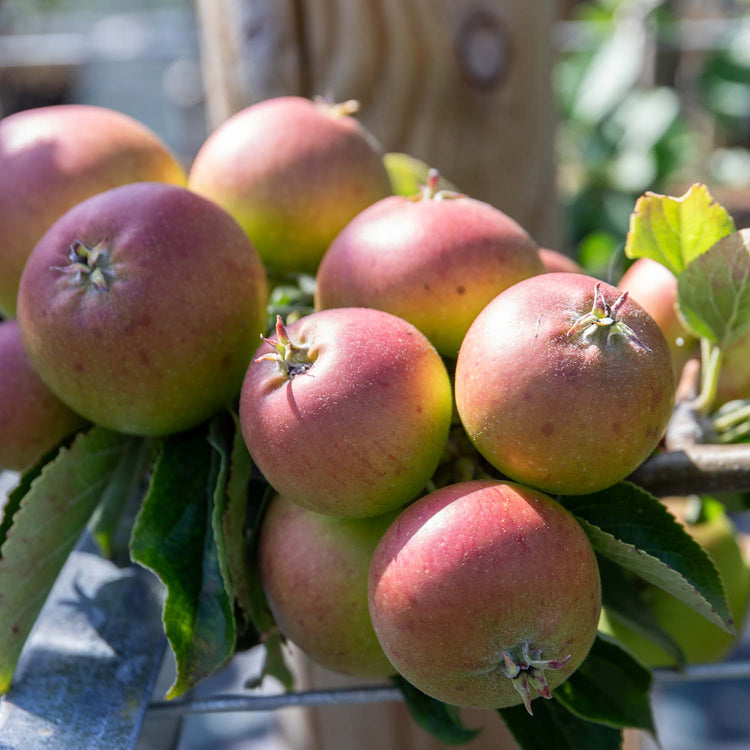 Apple Tree 'Fiesta'