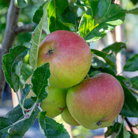 Apple Tree 'Fiesta'