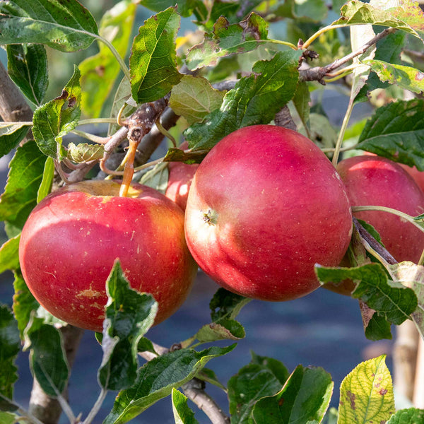 Apple Tree 'Fiesta'