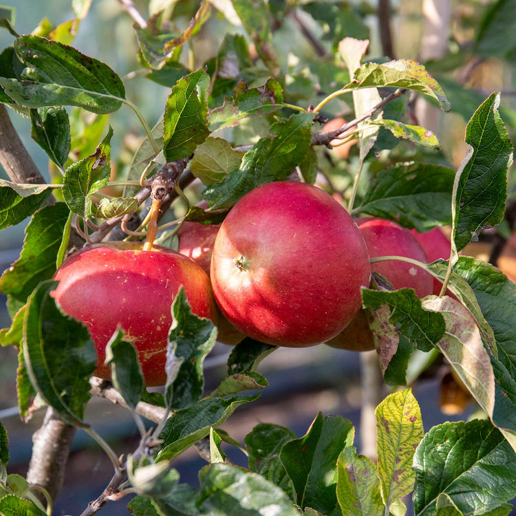 Apple Tree 'Fiesta'