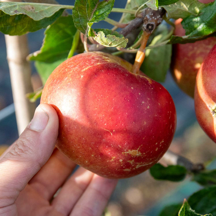 Apple Tree 'Fiesta'