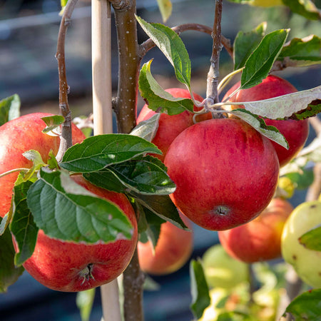 Apple Tree 'Fiesta'