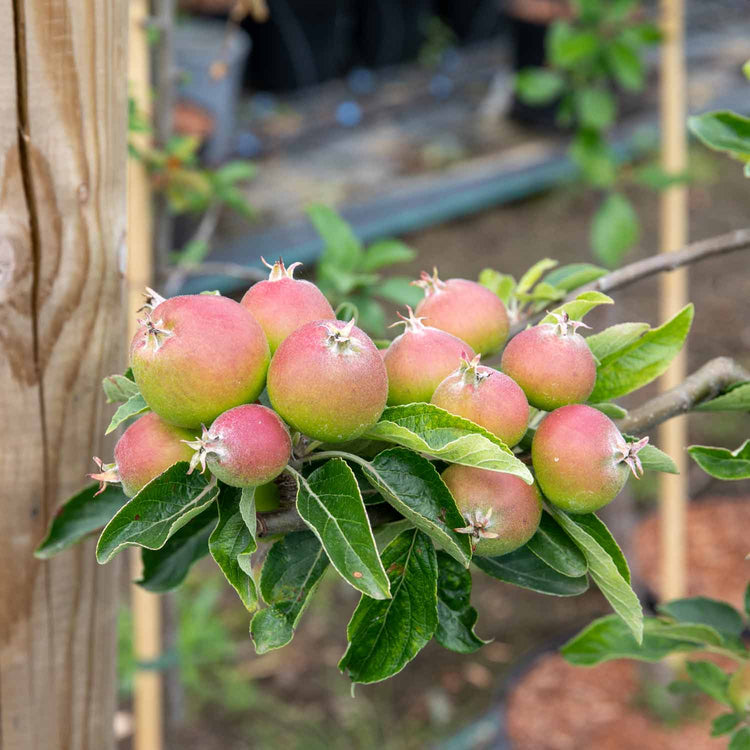 Apple Tree 'Fiesta'