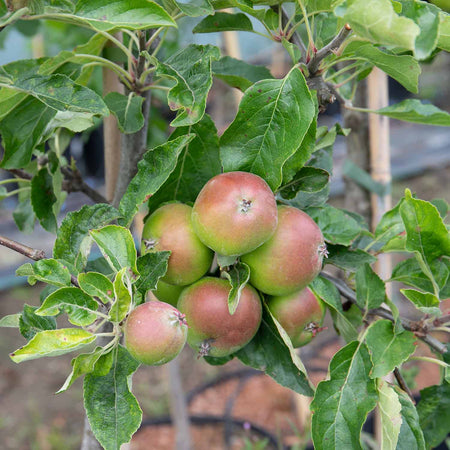 Apple Tree 'Fiesta'