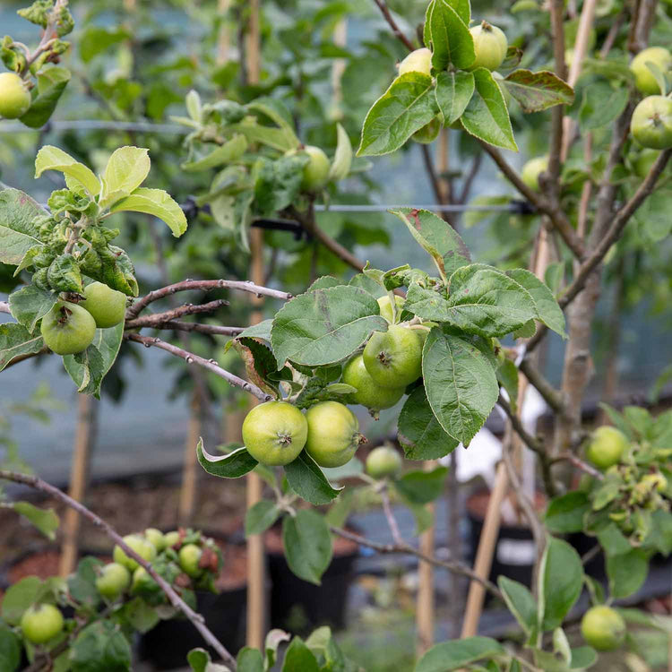 Apple Tree 'Grenadier'