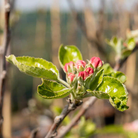 Apple Tree 'Grenadier'