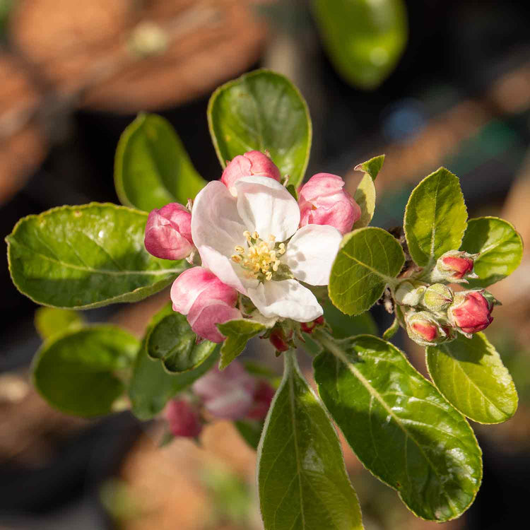 Apple Tree 'Grenadier'