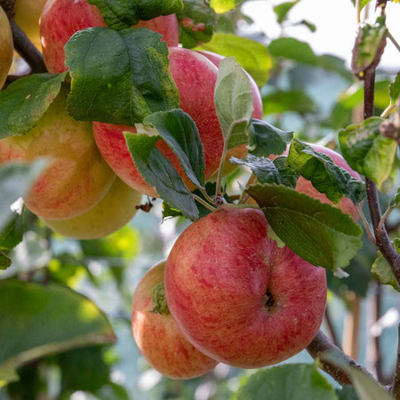 Apple Tree 'Little Pax'