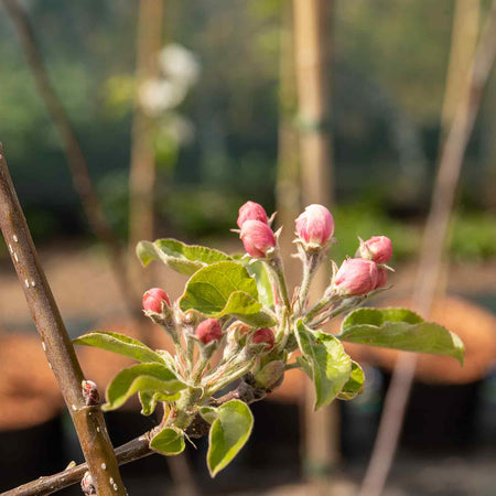 Apple Tree 'Little Pax'