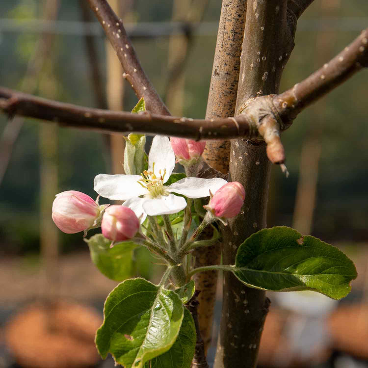 Apple Tree 'Little Pax'