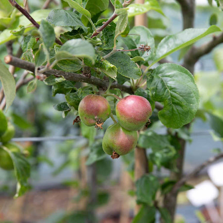 Apple Tree 'Little Pax'