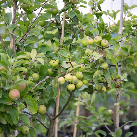 Apple Tree 'Pixie'