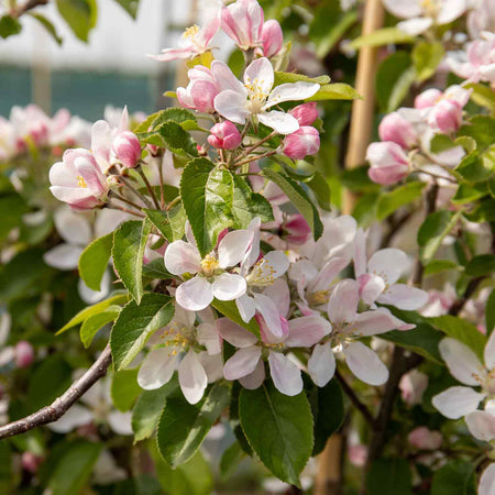 Apple Tree 'Pixie'