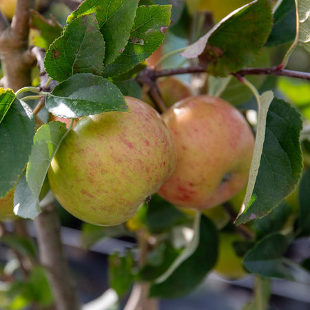 Apple Tree 'Pixie'