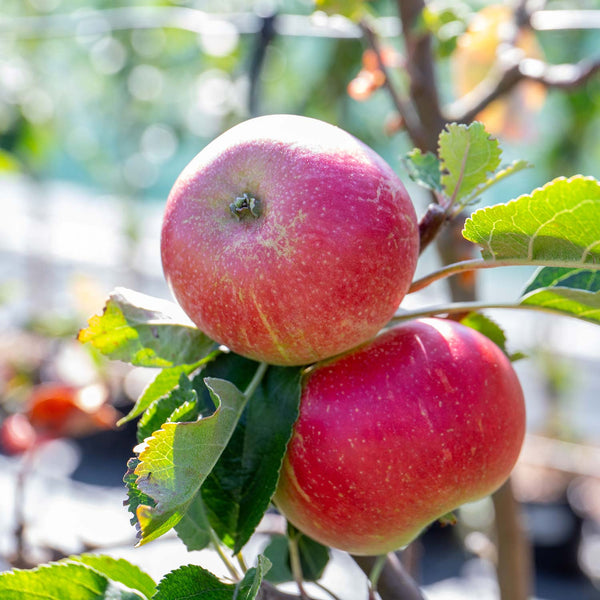 Apple Tree 'Worcester Pearmain'