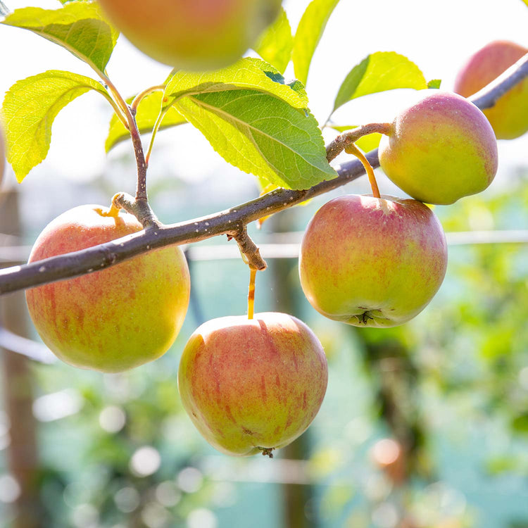 Apple Tree 'Worcester Pearmain'