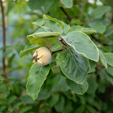 Quince Serbian Gold - 10Ltr Potted Tree