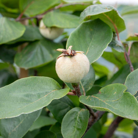 Quince Serbian Gold - 10Ltr Potted Tree