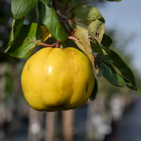 Quince Serbian Gold - 10Ltr Potted Tree