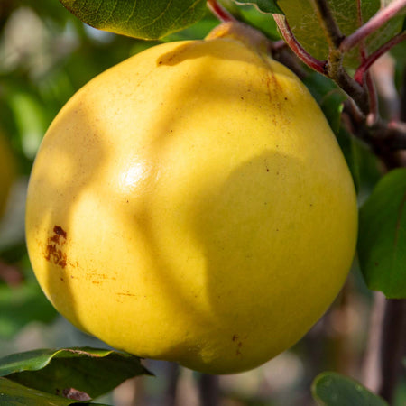 Quince Serbian Gold - 10Ltr Potted Tree