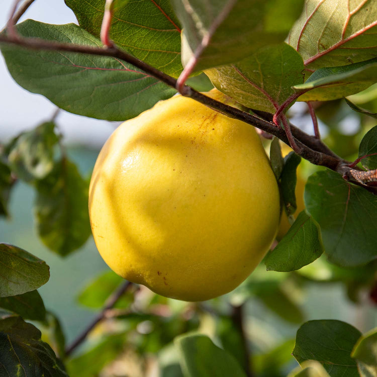 Quince Serbian Gold - 10Ltr Potted Tree