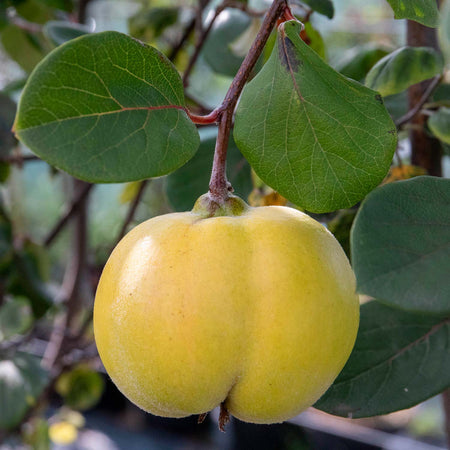 Quince Tree 'Serbian Gold'