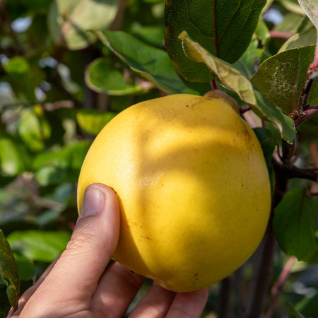 Quince Serbian Gold - 10Ltr Potted Tree