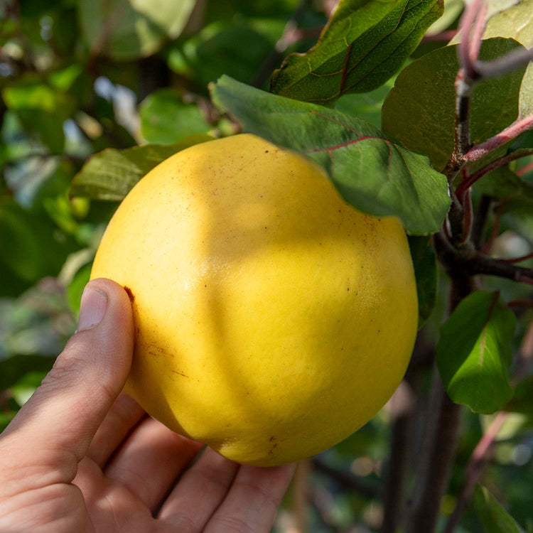 Quince Tree 'Serbian Gold'