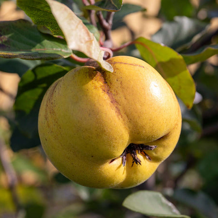 Quince Serbian Gold - 10Ltr Potted Tree