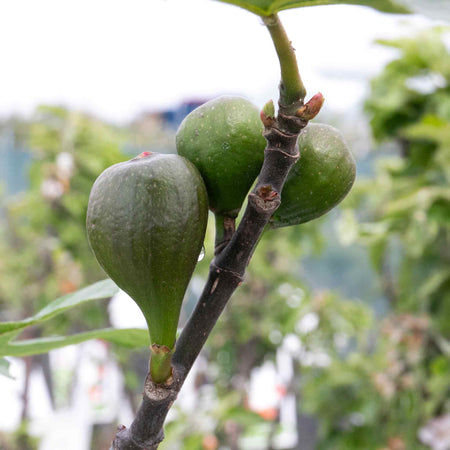 Fig Tree 'Little Miss Figgy'