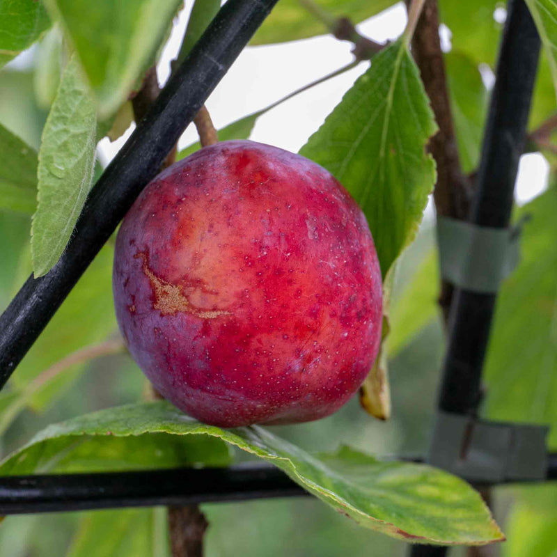Patio Plum Tree 'Opal'