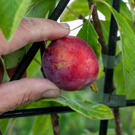 Patio Plum Tree 'Opal'