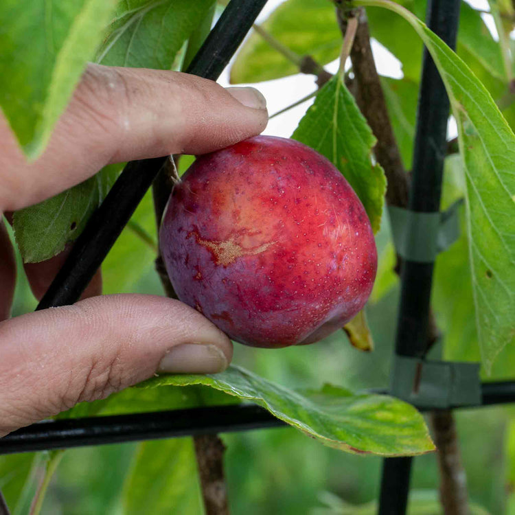 Patio Plum Tree 'Opal'