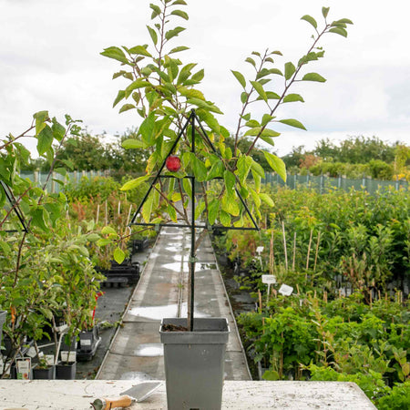 Patio Plum Tree 'Opal'