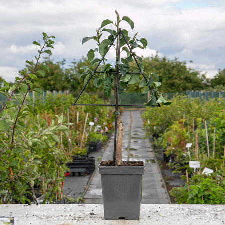 Patio Pear Tree 'Conference'
