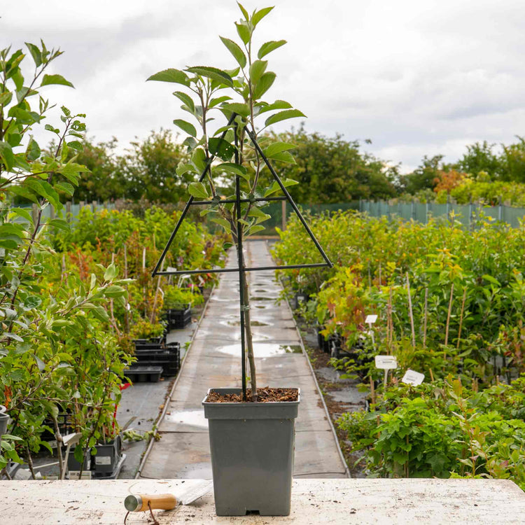 Patio Apple Tree 'Cox’s Orange Pippin'