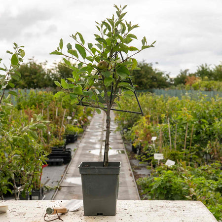 Patio Apple Tree 'Golden Delicious'