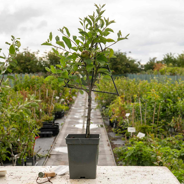 Patio Apple Tree 'Golden Delicious'