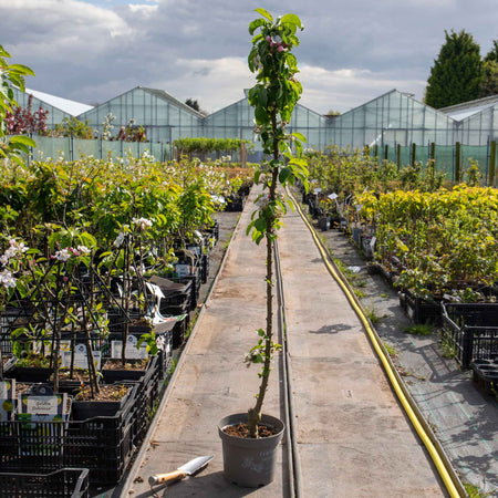 Apple Tree 'Green Sensation'