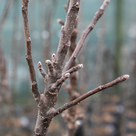 Apple Tree 'Green Sensation'