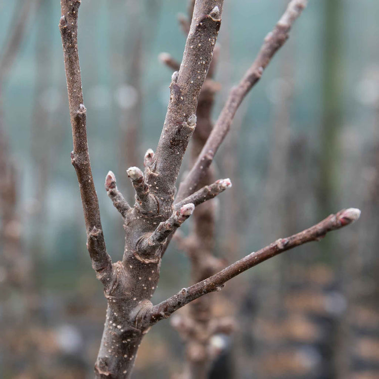 Apple Tree 'Green Sensation'