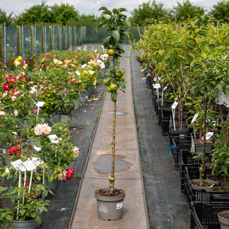 Apple Tree 'Green Sensation'