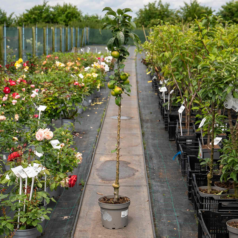 Apple Tree 'Green Sensation'