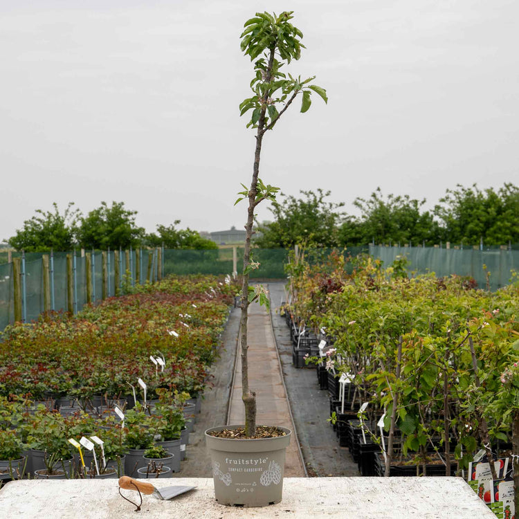 Apple Tree 'Green Sensation'